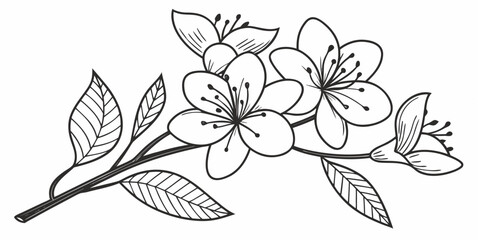 Cherry blossom branch