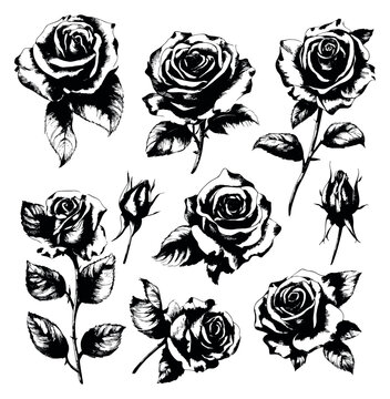 Hand drawn floral set featuring blooming roses and elegant rose buds for design projects