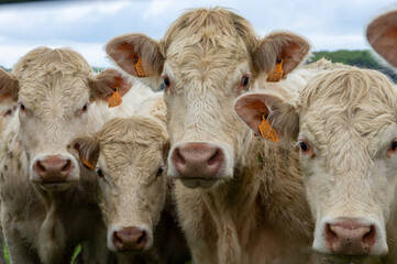 Portrait serr&eacute; de vaches regroup&eacute;es les unes contre les autres