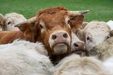 Portrait de vache brune dans un groupe de vaches blanches