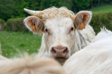 Portrait d'une vache avec une seule corne