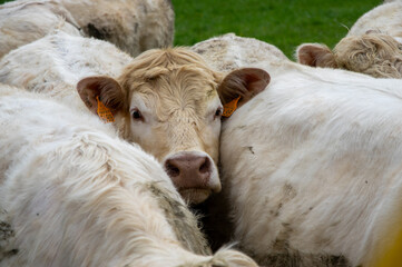 Portrait d'une vache coinc&eacute;e entre deux autres