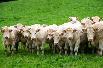 Groupe de vaches dans un pr&eacute;