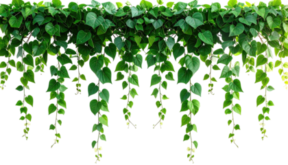 Lush green ivy hanging vines, dense foliage