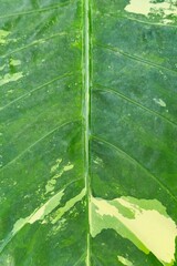 Details of the nature for background