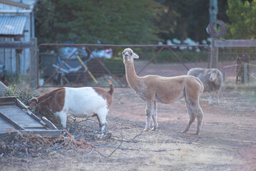 Obraz premium Llama eating grass in farm field