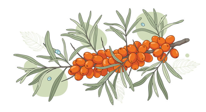 Detailed illustration of a sea buckthorn branch with vibrant orange berries and slender green leaves on a white background.