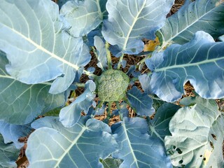 Organically grown broccoli plants in a plot.