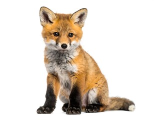 Fototapeta premium Young, adorable fox cub sitting, focused gaze, isolated