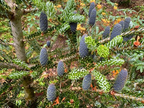 Abies balsamea is Balsam Fir,  Canadian Fir or Balm of Gilead fir