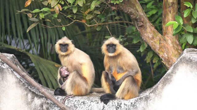 Two Indian monkeys sit on a home balcony with one baby monkey. Two Asian monkey close up view. 
