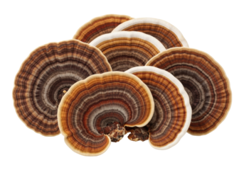 Fan-shaped, velvety Trametes versicolor mushrooms with earthy banded colors, macro, isolated on a transparent background, copy space, herbal medicine concept