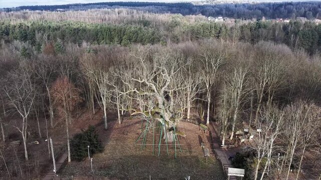 Aerial view of Bartek Oak (Dab Bartek), one of the oldest oak trees in Poland