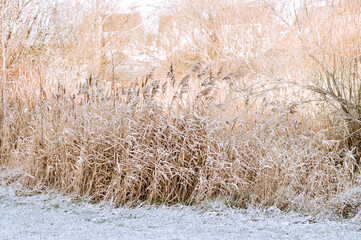 Frost on the reed. Nature Winter Background. Frost day of winter. High quality photo