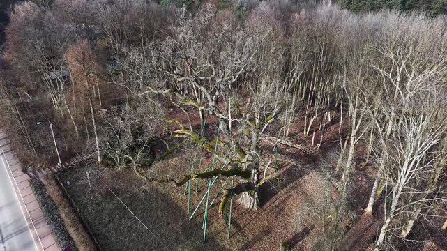 Drone shot of Bartek Oak (Dab Bartek) ancient tree in Zagnansk, Poland