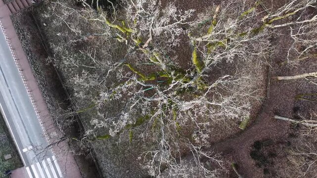Drone view of Bartek Oak (Dab Bartek), one of oldest oak trees in Europe, Poland
