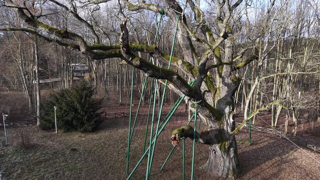 Aerial footage of Bartek Oak (Dab Bartek), historic natural monument, Poland