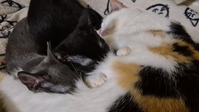 A calico cat is nestled with two kittens, one black and one grey, all sleeping soundly in a pile on a soft blanket with a cute cat pattern