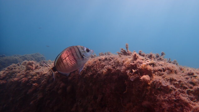 Sharp snout bream or sheepshead sea bream (Diplodus puntazzo) undersea, Ligurian Sea, Italy, Imperia