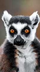 Obraz premium Close-up of a lemur with bright orange eyes and distinctive markings