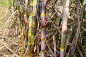 Fototapeta premium Rows of tall sugarcane with purple stalks and long green leaves.