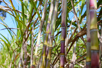 Rows of tall sugarcane with purple stalks and long green leaves.