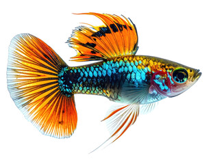 Colorful guppy with ornate tail & dorsal fin, dark backdrop