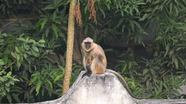 Wild Langur Monkey in Indian Wildlife Environment Closeup View.