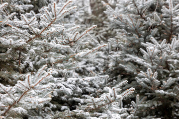 Obraz premium Close-up of snow falling on pine branches in winter
