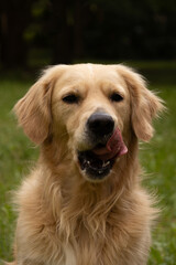 Obraz premium Closeup golden retriever portrait panting on meadow