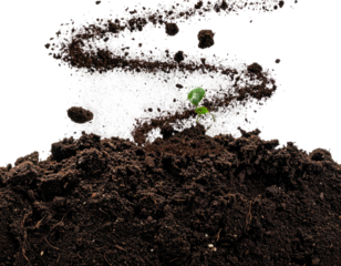 Seedling emerges in dark soil, scattered with lighter bits