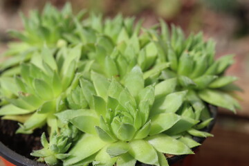 Jovibarba sobolifera rojownik pospolity rojniczek samoroda