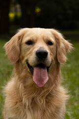 Fototapeta premium Golden retriever closeup grinning with lolling tongue
