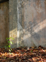 Plant growth on a dilapidated wall