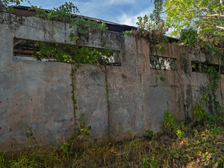 Plant growth on a dilapidated wall
