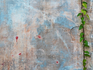 weathered and painted wall with climbing plant