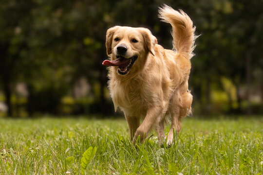 Golden retriever trotting playfully with wagging tail