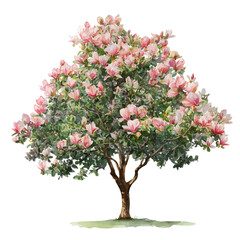 Magnolia Tree watercolor vector illustration, high-quality artwork isolated on a pure white background. © Cooper