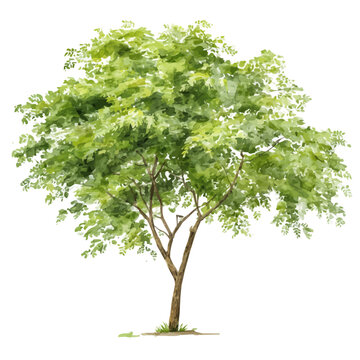 Watercolor Moringa Tree vector, artistic painting style, high-resolution illustration on a pure white background.