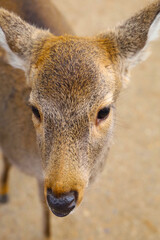 Fototapeta premium A cute deer at Nara Park, Japan.