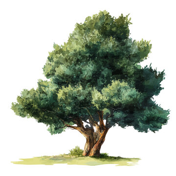 Watercolor painting of Yew Tree, detailed and artistic vector illustration on a white background.