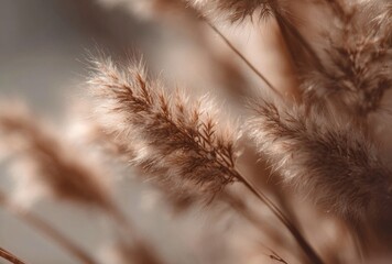Pampas Grass Soft Brown in Sunlight, Close-Up.