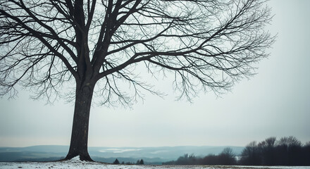 A large leafless tree in a snow-covered field under a gray sky, representing solitude, winter season, and nature's quiet beauty.