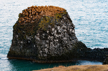Basalt rock formation housing nesting seabirds in iceland