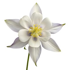 Fototapeta premium Alpine Columbine Graceful Purple and White Blooms with Elegant Petals and Soft Green Leaves on a Crisp White Background, Showcasing Nature's Mountain Beauty 