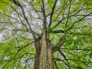 Fototapeta premium Low angle view of trees in forest