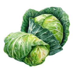 Fototapeta premium Watercolor Cabbage Rolls vector, artistic painting style, high-resolution illustration on a pure white background.