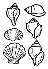 Graphic collection of six different seashell outlines, hand-drawn doodle style marine sketch elements for beach and ocean themes