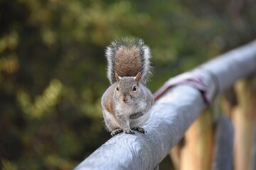 squirrel on a tree