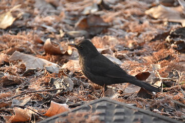 blackbird on the ground